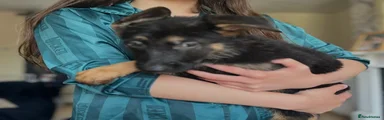 German Shepherd Puppy 5