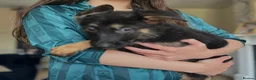 German Shepherd dogs for sale: German Shepherd Puppies For Sale – Ready Now in Doncaster - Advert 3