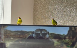 Parakeets birds for sale: Two kakarikis with cage - Image 2