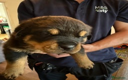 Rottweiler dogs for sale: Rottweiler puppies  - Image 18