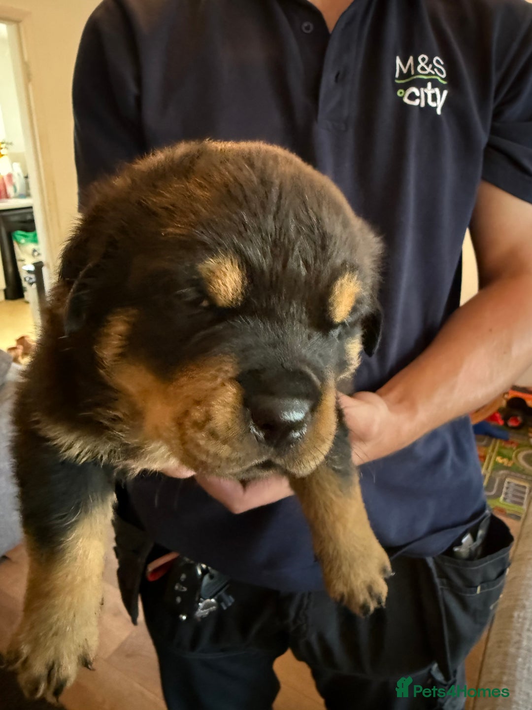Rottweiler dogs for sale: Rottweiler puppies  - Image 18