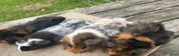 Guinea Pig rodents for sale: Beautiful baby & young adult Guinea Pigs. - Advert 3