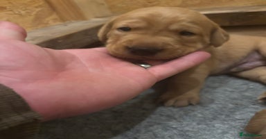 Labrador Retriever dogs - Advert 1
