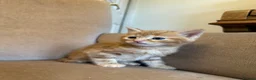 Mixed Breed cats for sale: Ready to go 4 ginger boy 1 tabby girl - Advert 19