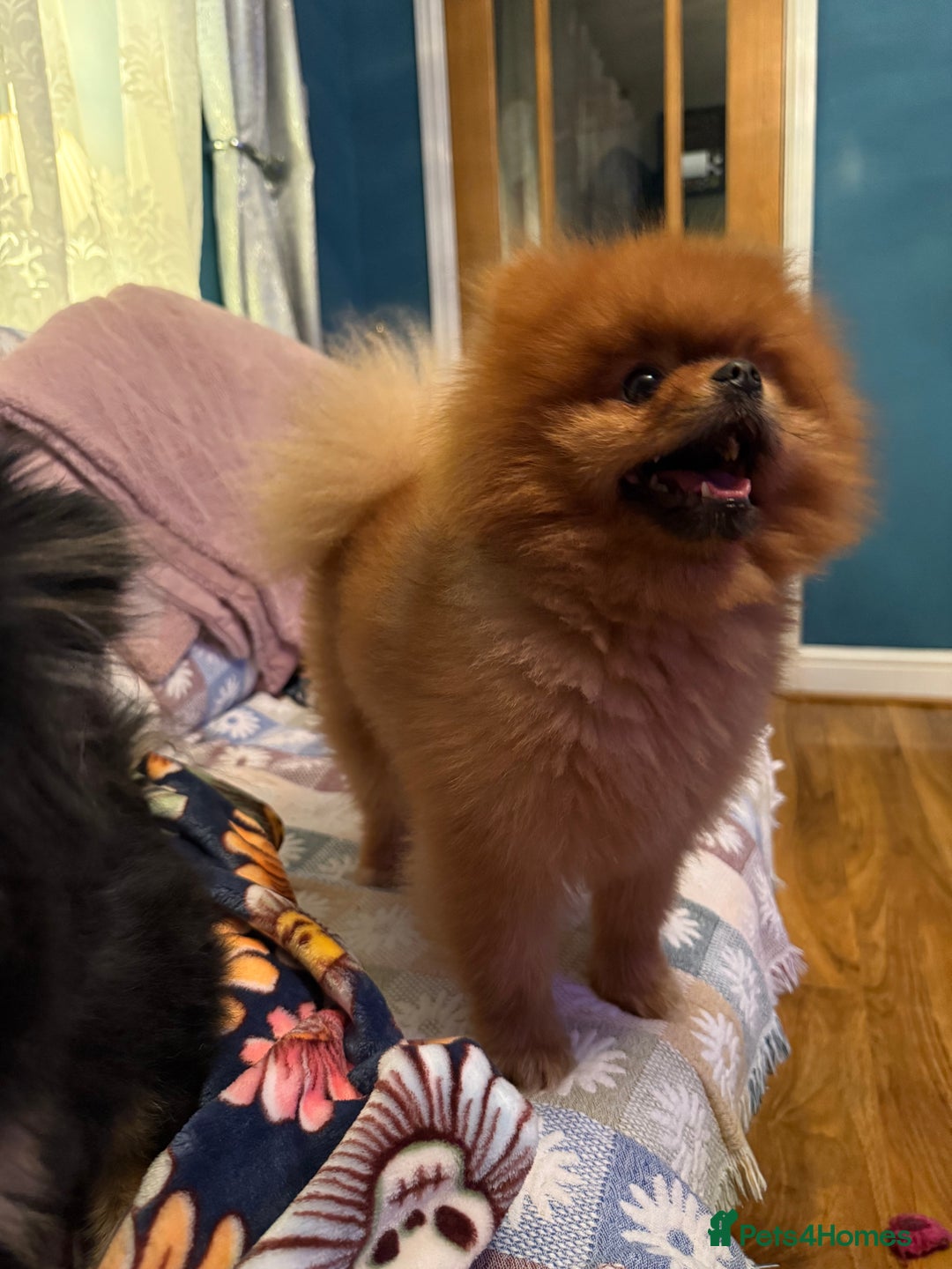 Pomeranian dogs for sale: Last female teddy face Pomeranian  - Image 14