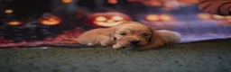 Miniature Dachshund dogs for sale: Beautiful cream mini longs, IVDD Screened parents  - Advert 4