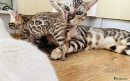 Bengal cats for sale: Pure breed bengals  - Image 5