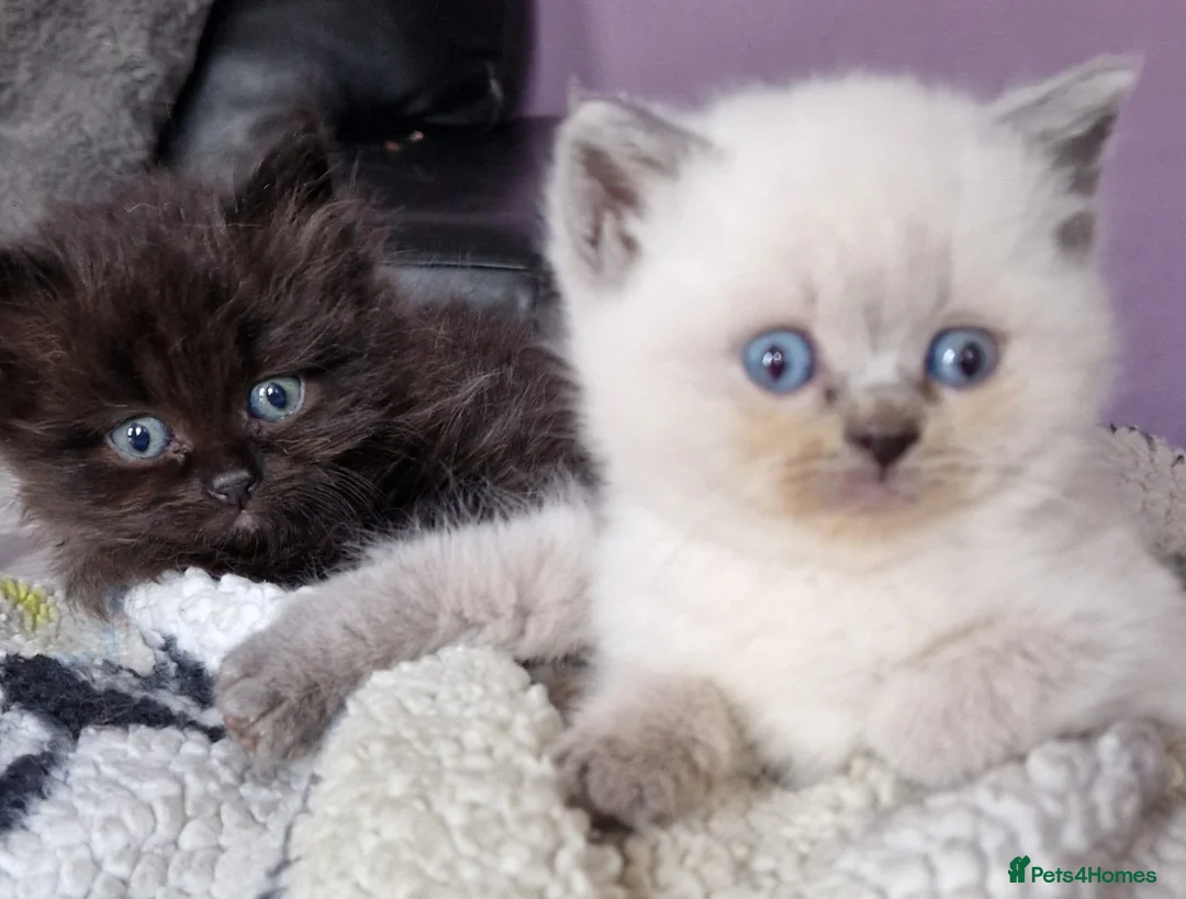 Persian cats for sale: Persian Kittens - Advert 11