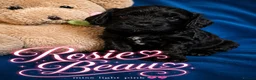Cockapoo dogs for sale: Exceptional F1 Cockapoo Puppies in Leicester - Advert 32