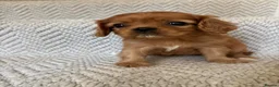 Cavalier King Charles Spaniel dogs for sale: KC registered Cavalier King Charles Spaniels  - Advert 5