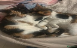 Mixed Breed cats for sale: 2 female cats 1 year  - Image 5