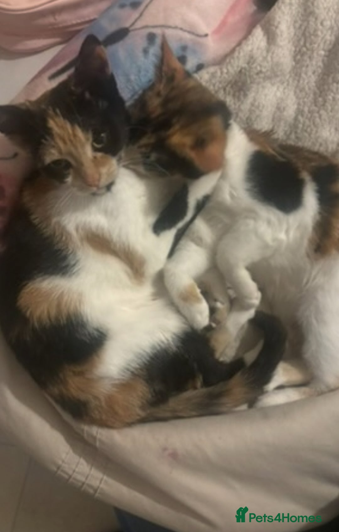 Mixed Breed cats for sale: 2 female cats 1 year  - Image 5