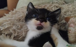 Mixed Breed cats for sale: 7 beautiful male kittens - Image 4