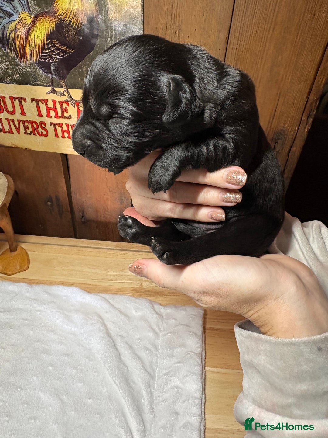 Labrador Retriever dogs for sale: Beautiful kennel club pups with impressive lines - Image 9