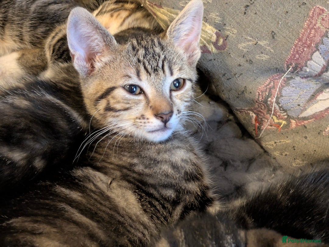 Domestic Shorthair cats for sale: Beautiful domestic short hair kittens for sale  - Image 26