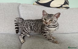 Toyger cats for sale: Superb rare silver Toyger girl  - Image 20