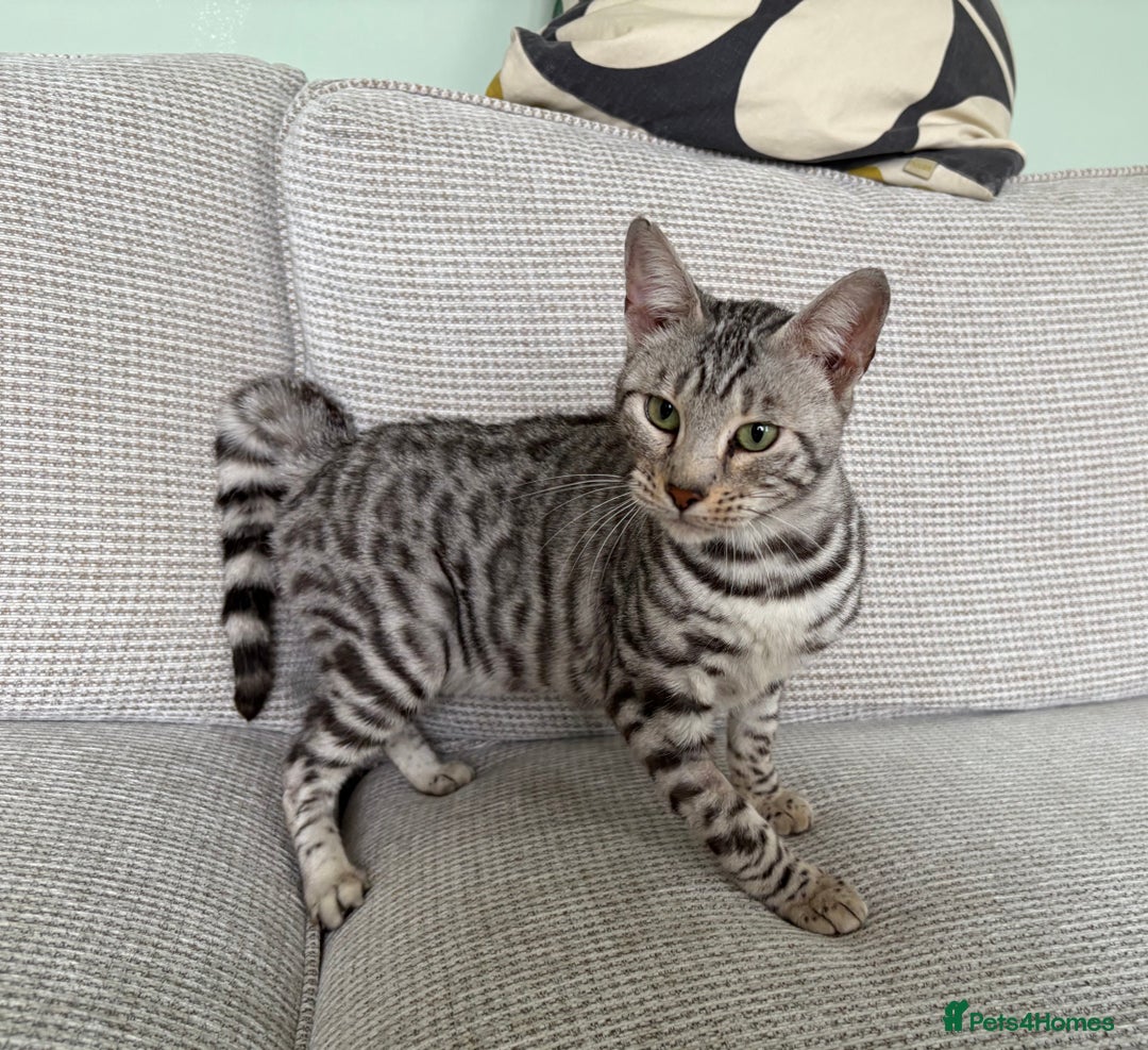 Toyger cats for sale: Superb rare silver Toyger girl  - Image 20