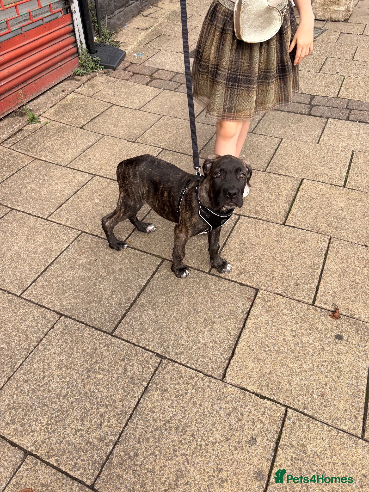 Cane Corso dogs Cane corso puppy  - Advert 13
