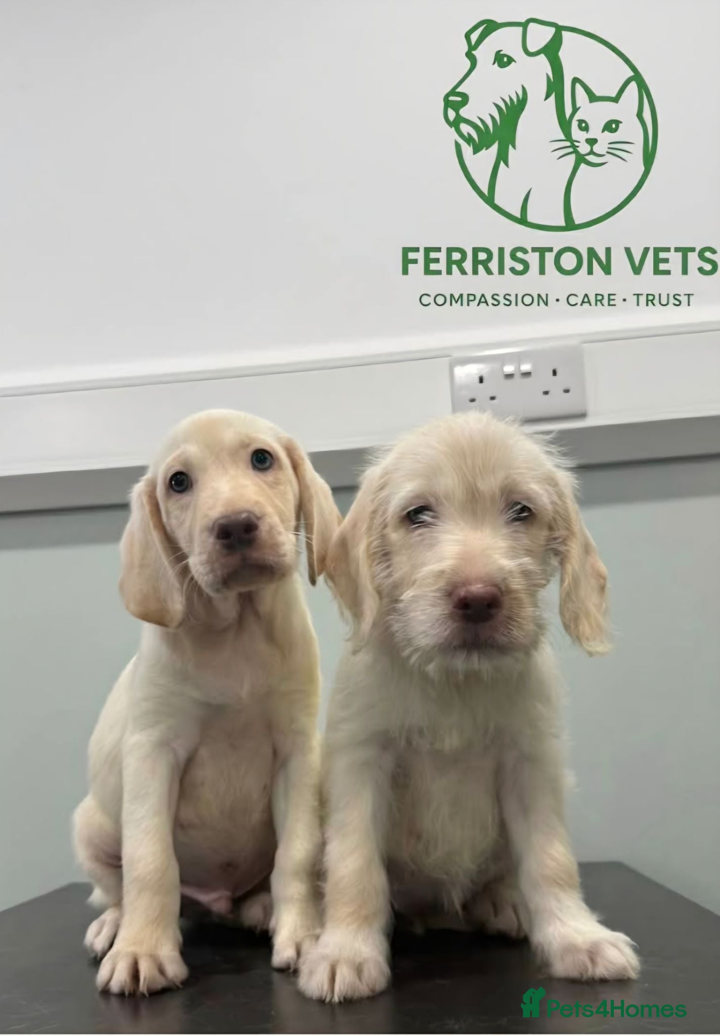 Labradoodle dogs Beautful home raised standard labradoodle puppies - Advert 9