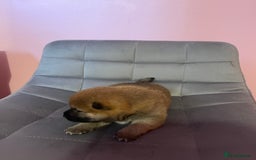 Japanese Shiba Inu dogs for sale: Adorable Japanese Shiba Inu Puppy Little Sunshine  - Image 3