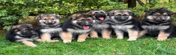 German Shepherd dogs for sale: Pedigree German shepherd puppies  in Ashford - Advert 2