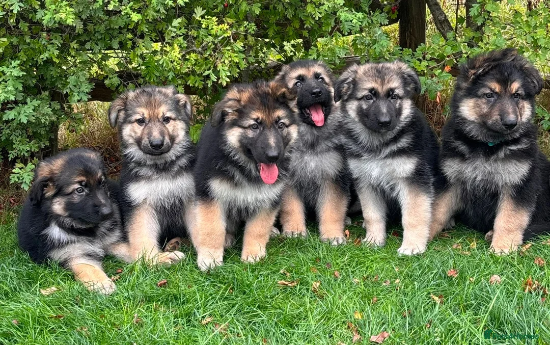 German Shepherd dogs for sale: Pedigree German shepherd puppies  in Ashford - Advert 2