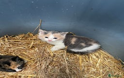 Mixed Breed cats for sale: Farm kittens for sale - Image 2