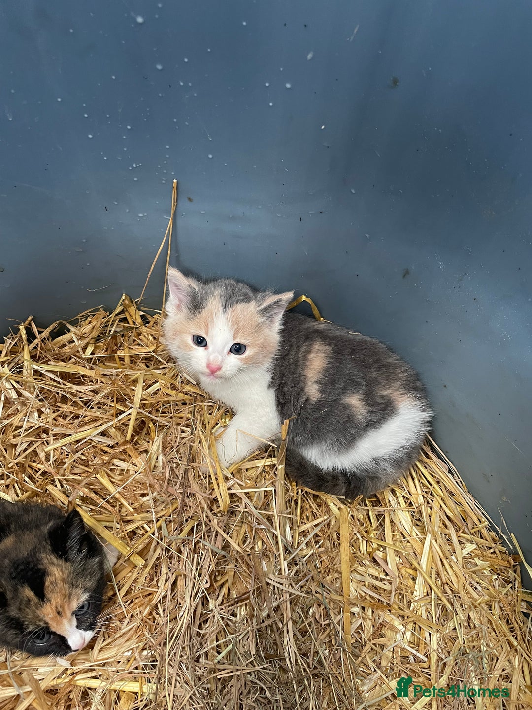 Mixed Breed cats for sale: Farm kittens for sale - Image 2