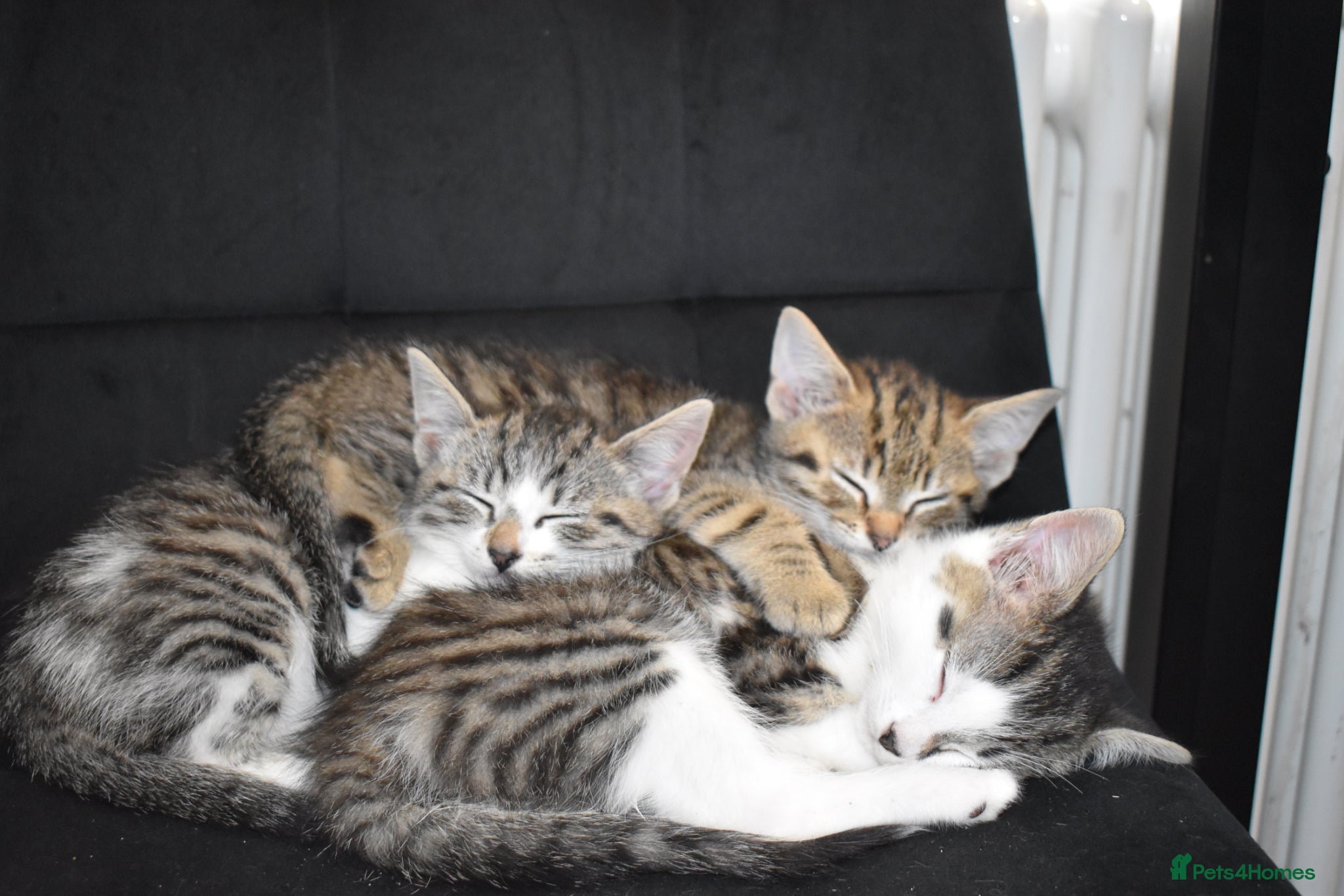 Mixed Breed cats 6 Gorgeous kittens for sale - Advert 2