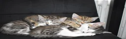 Mixed Breed cats for sale: 6 Gorgeous kittens for sale - Advert 4