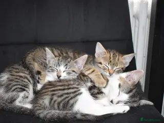 Mixed Breed cats 6 Gorgeous kittens for sale - Advert 1