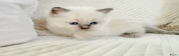 Ragdoll cats for sale: 3 Blue Point Kittens for sale - All Boys!! - Advert 28