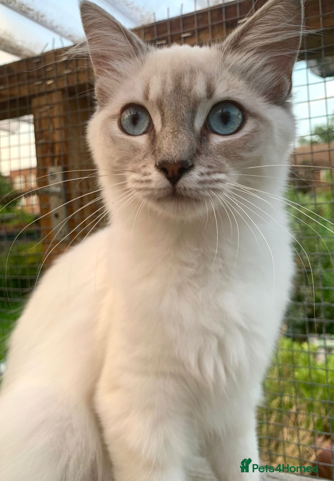 Ragdoll cats for sale: Ragdoll lynx point female kitten 5 months old   - Image 4