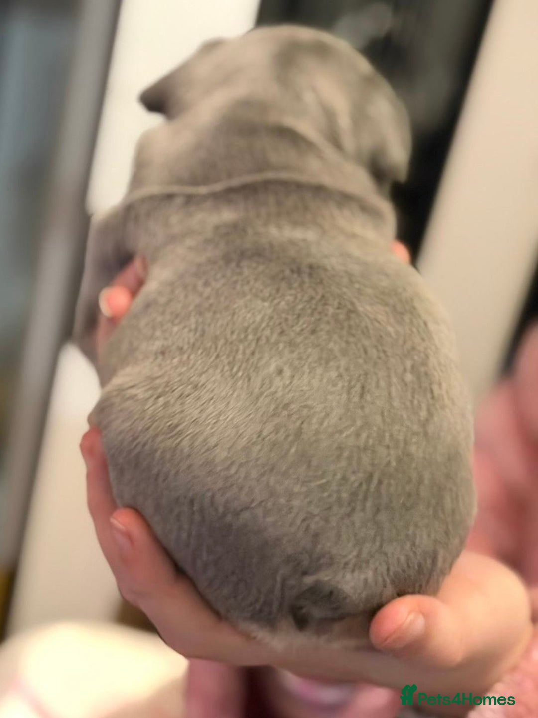 French Bulldog dogs for sale: French bulldog puppies  - Advert 7