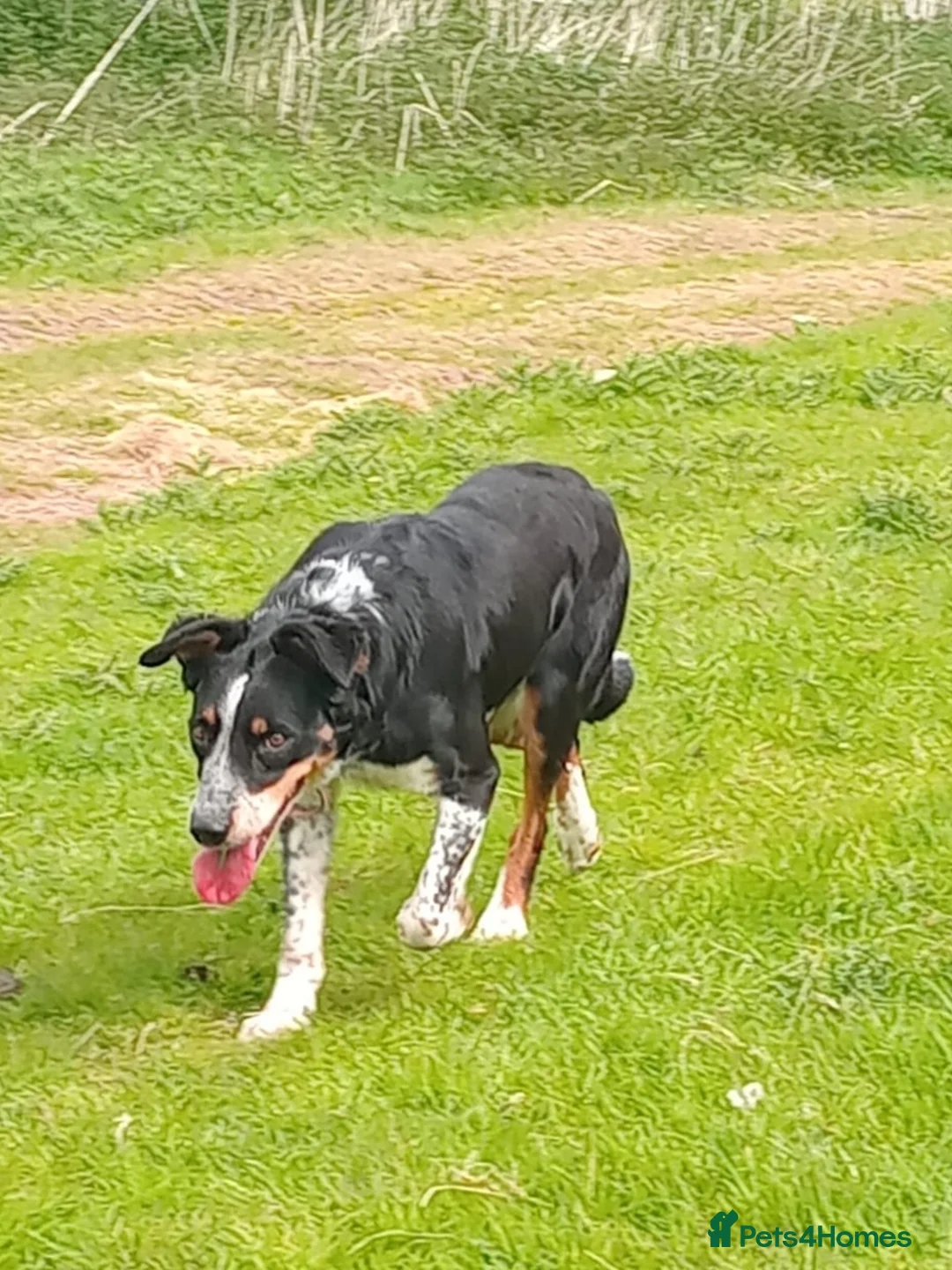 Border Collie dogs for sale: Tri Coloured Collie Pups - Advert 28