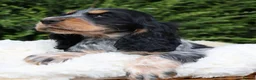 Cocker Spaniel dogs for sale: Extensively Health tested Parents & UNIQUE colours - Advert 2