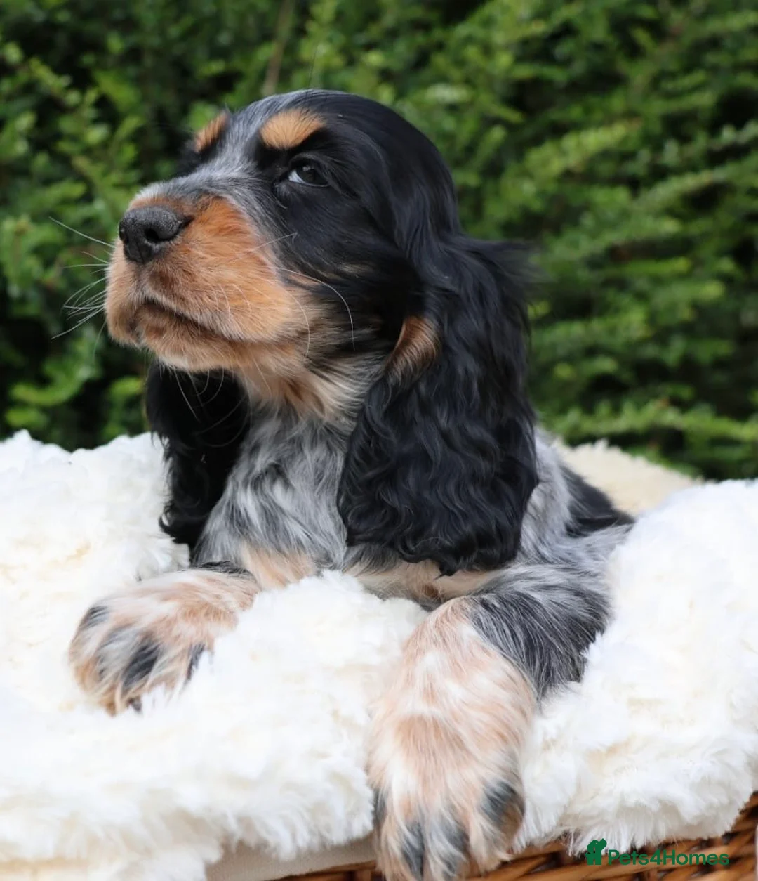 Cocker Spaniel dogs for sale: Extensively Health tested Parents & UNIQUE colours - Advert 2