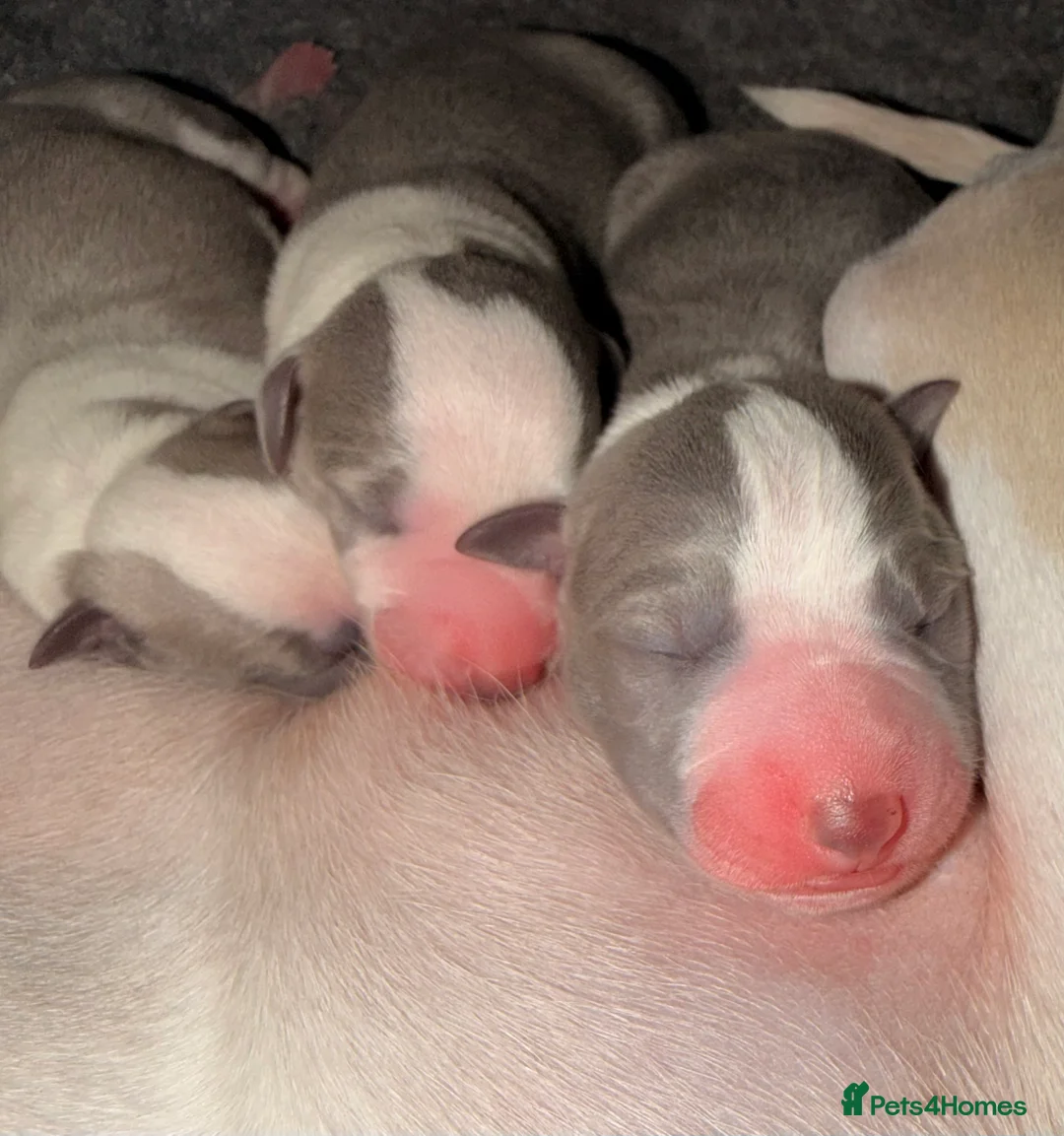 Whippet dogs for sale: Stunning Kennel Club Registered Whippet Puppies 🐾 - Advert 6