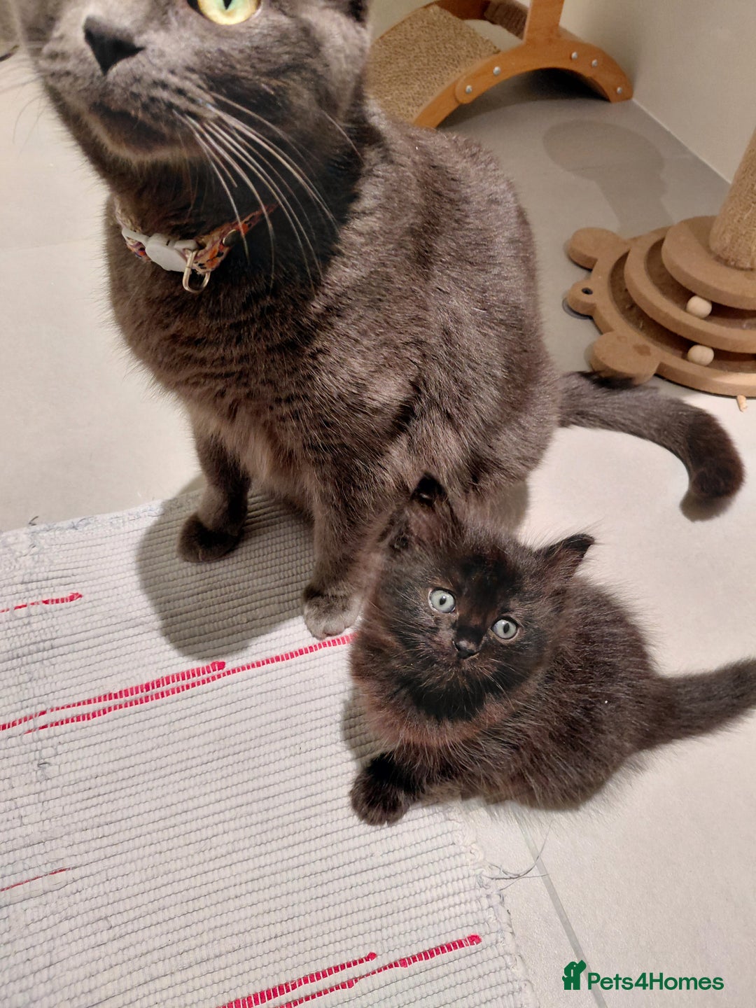 Mixed Breed cats for sale: Adorable mixed x russian blue x ragdoll - Advert 7