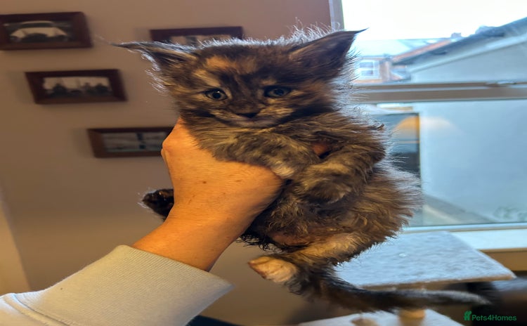 Maine Coon cats Stunning XL Purebred Main Coon kittens-last couple - Advert 2