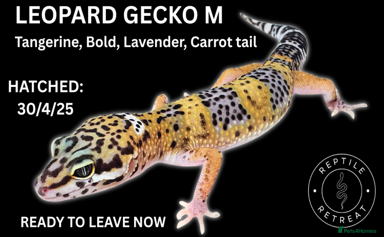 Leopard Gecko reptiles in Swadlincote - Advert 8