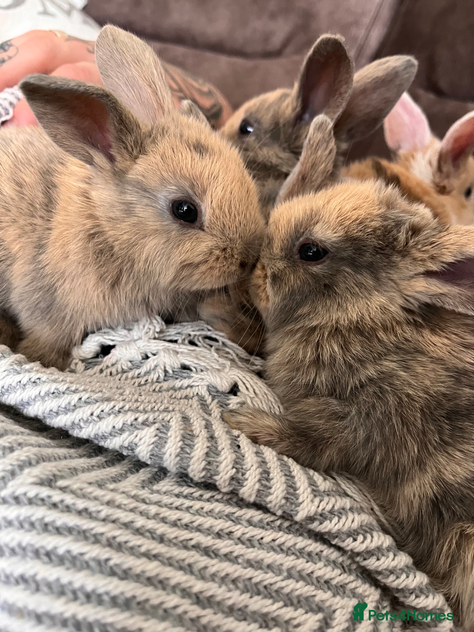 Mini Lop rabbits **two mini lops left *** - Advert 1