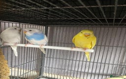 Lovebirds birds for sale: 3 pairs of budgies - Image 3