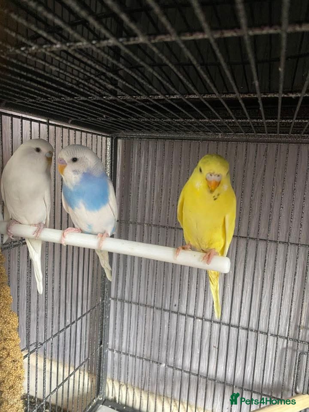 Lovebirds birds for sale: 3 pairs of budgies - Image 3