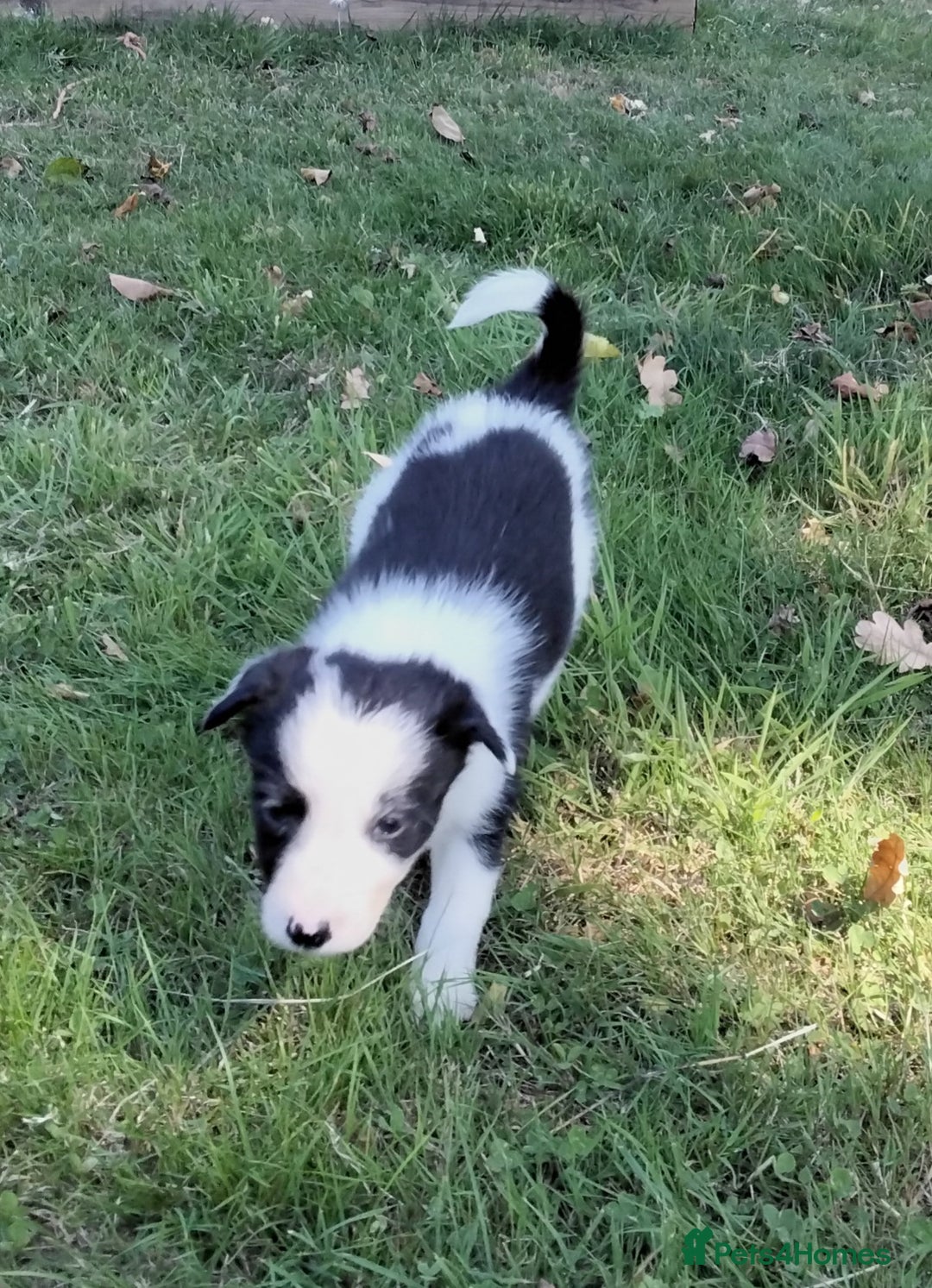 Border Collie dogs for sale: Adorable Border collie pups - Image 18