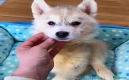 Siberian Husky dogs for sale: Siberian husky - Advert 7