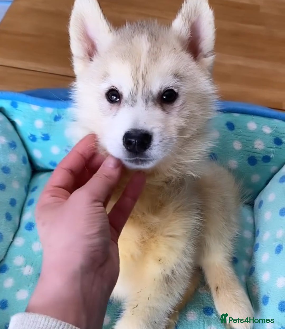 Siberian Husky dogs for sale: Siberian husky - Advert 7