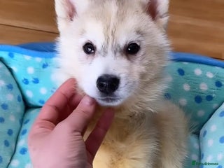 Siberian Husky dogs Siberian husky - Advert 1