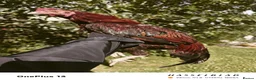 Chickens poultry for sale: 🌟Imported egg Aseel Rooster🌟 - Advert 6