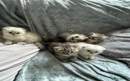 British Shorthair cats for sale: Scottish fold / British short hair  - Image 3